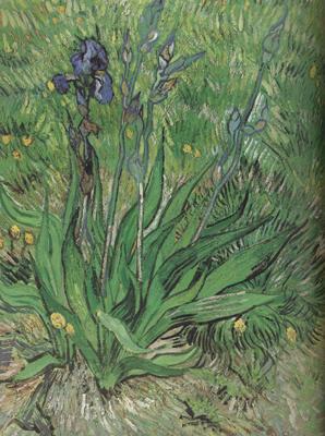 Vincent Van Gogh The Iris (nn04) China oil painting art
